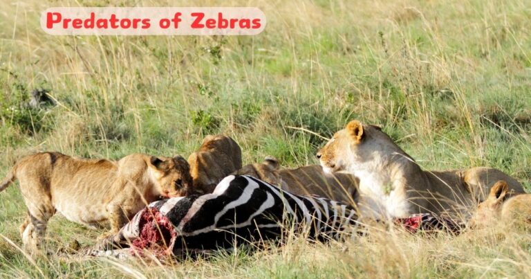 Predators of Zebras