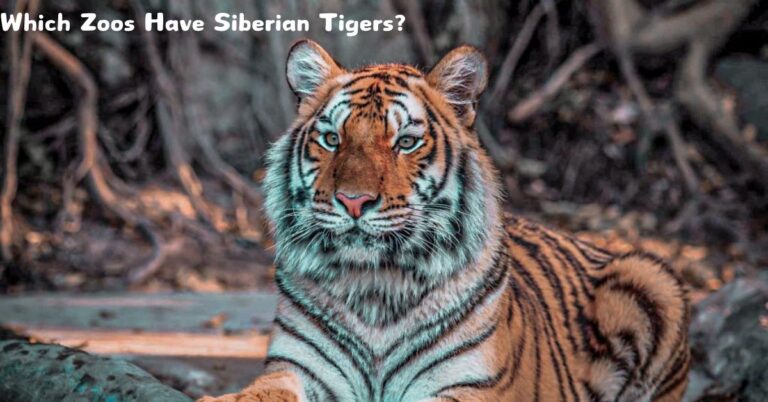 Which Zoos Have Siberian Tigers?