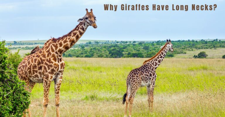 Why Giraffes Have Long Necks?