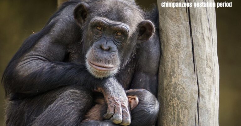 chimpanzees gestation period