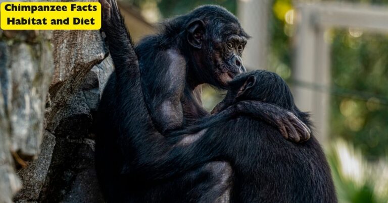 Chimpanzee Facts Habitat and Diet