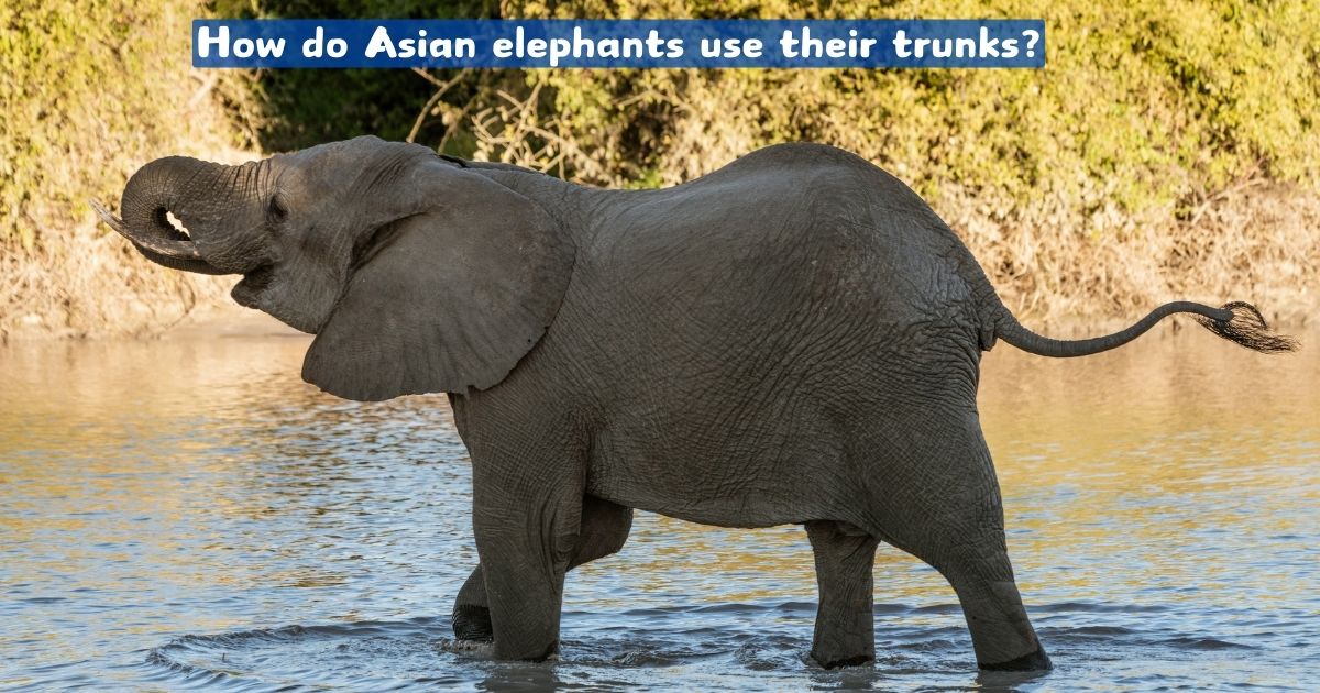 How do Asian elephants use their trunks?