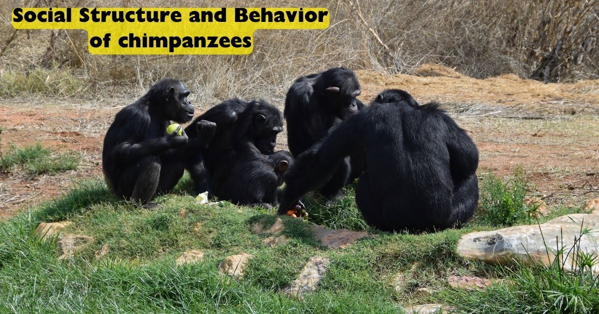 Chimpanzee Facts Habitat and Diet