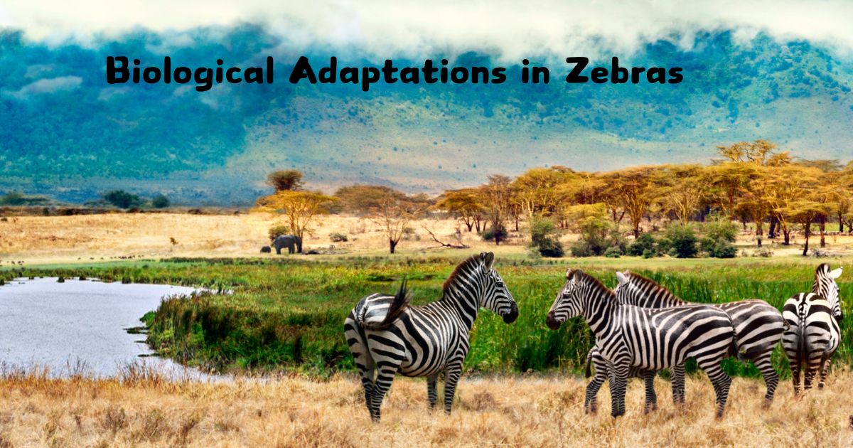 Why Zebras Don’t Get Ulcers?