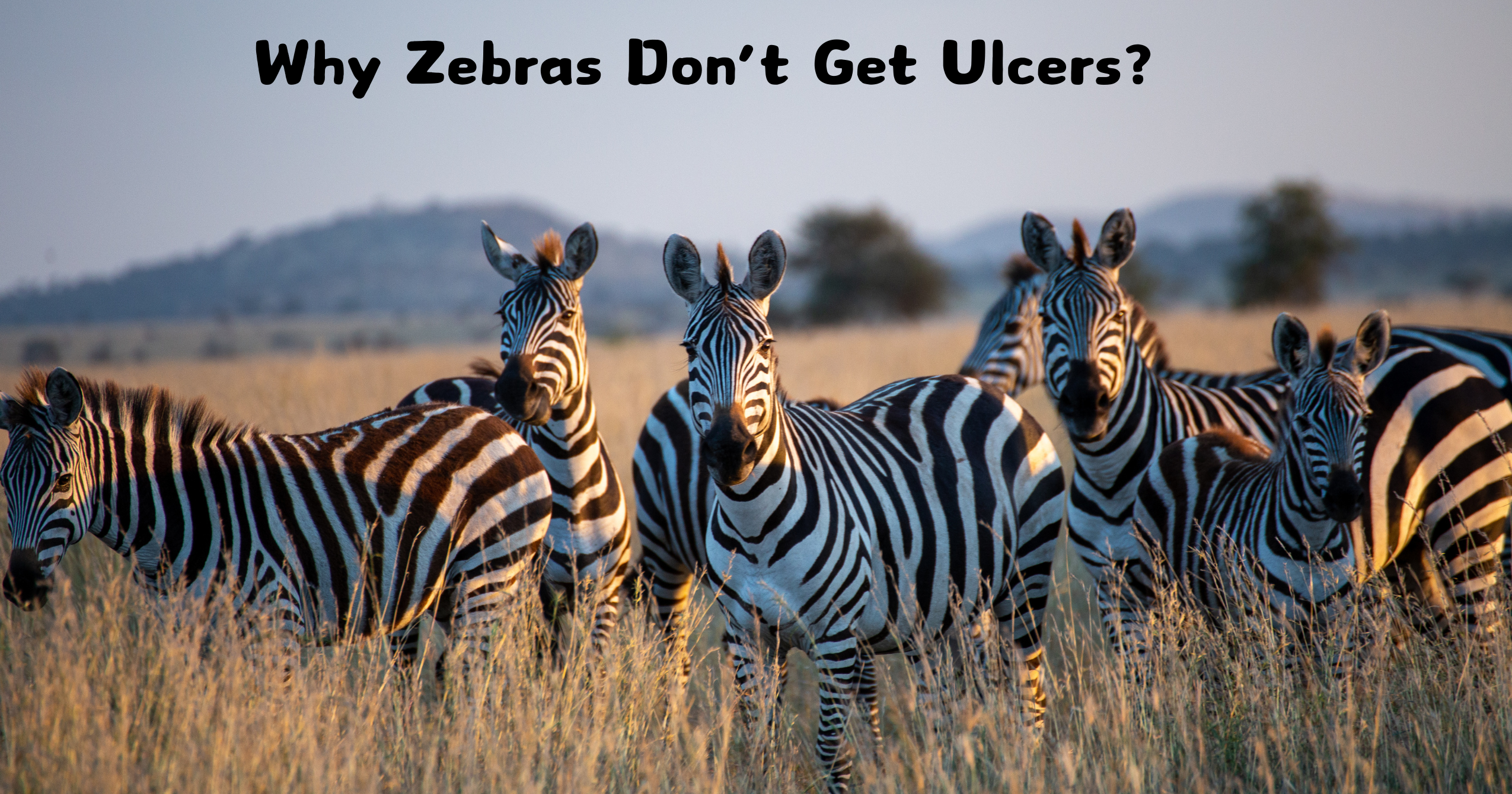 Why Zebras Don’t Get Ulcers?