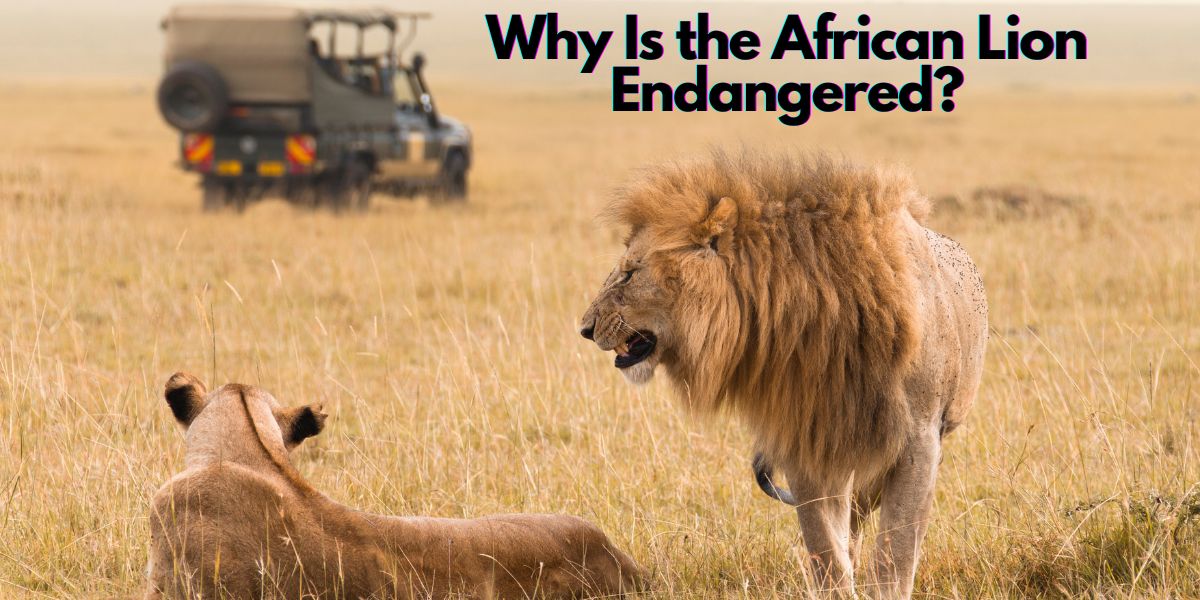 Why Is the African Lion Endangered?