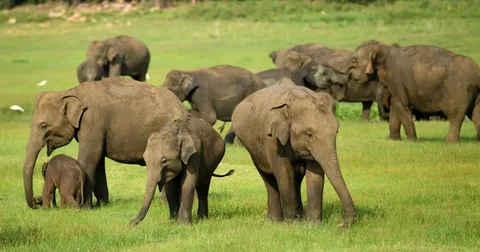 Asian Elephant Behavioral Studies