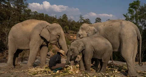 Asian Elephant Behavioral Studies