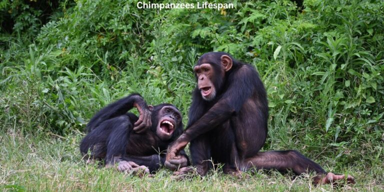 Chimpanzees Lifespan