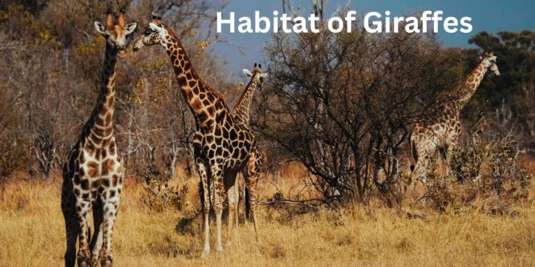 Habitat of Giraffes