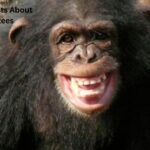 Interesting Facts About Chimpanzees