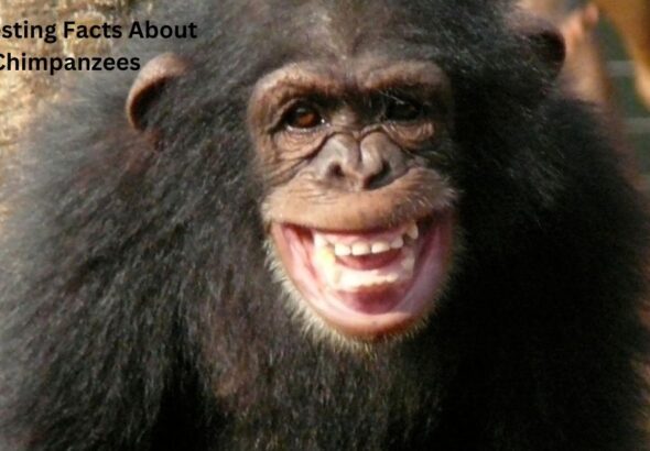 Interesting Facts About Chimpanzees