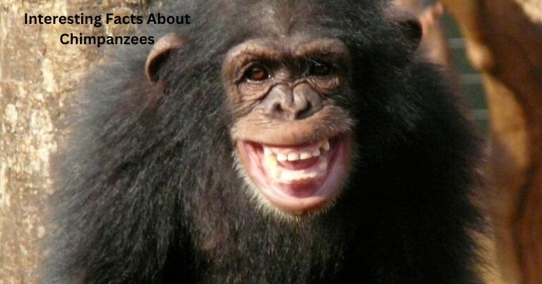 Interesting Facts About Chimpanzees