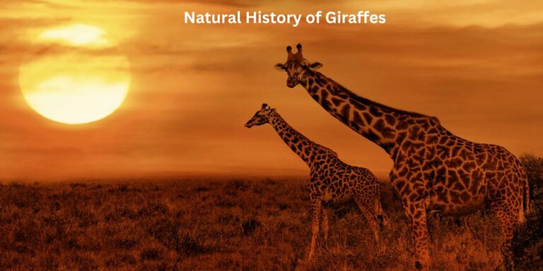 What Is the Natural History of Giraffes?