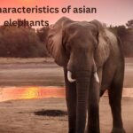 unique characteristics of asian elephants​