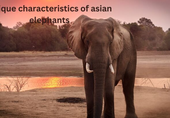 unique characteristics of asian elephants​