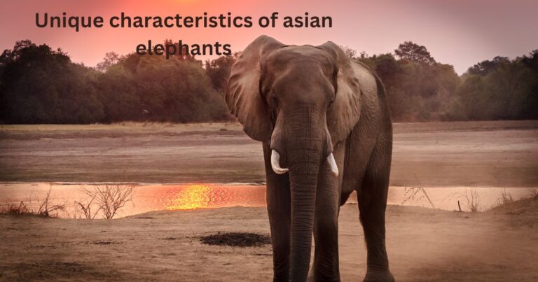 unique characteristics of asian elephants​