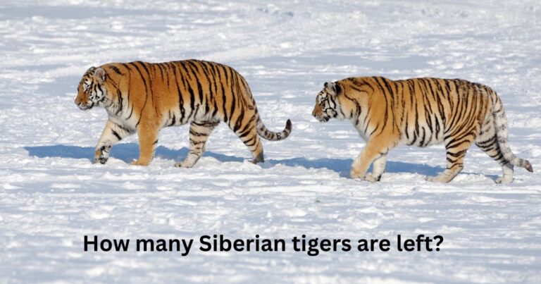 How many Siberian tigers are left?