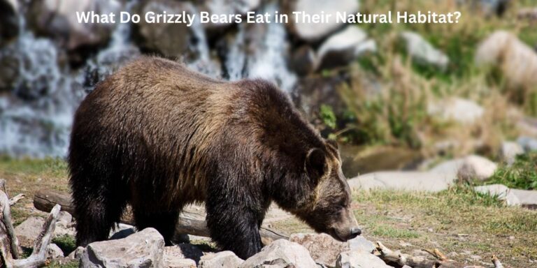 What Do Grizzly Bears Eat in Their Natural Habitat?