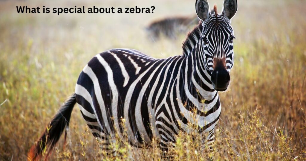 What is special about a zebra?