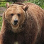 Which State Boasts the Largest Grizzly Bear Population?