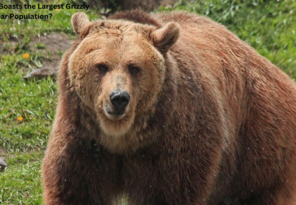 Which State Boasts the Largest Grizzly Bear Population?