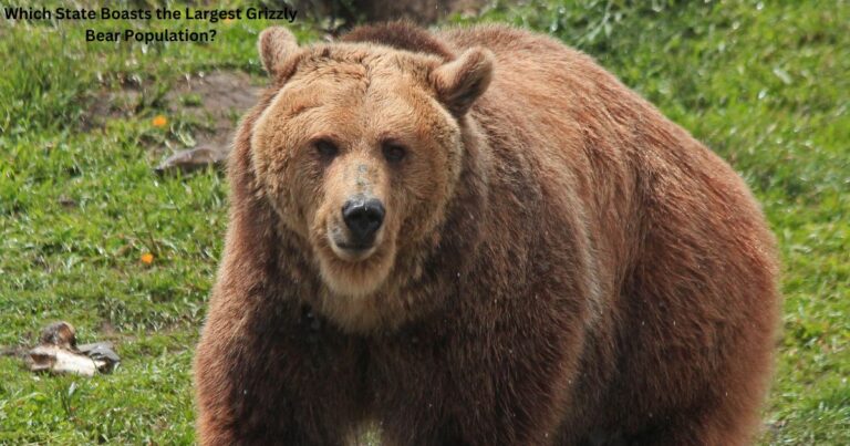 Which State Boasts the Largest Grizzly Bear Population?