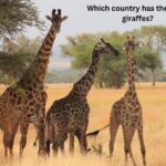 Which country has the most giraffes?