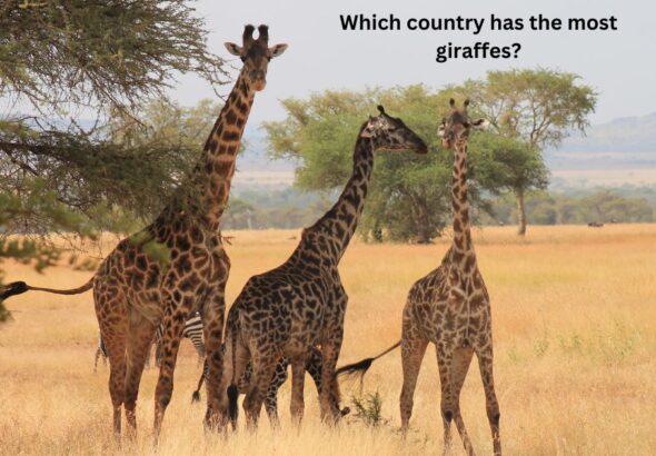 Which country has the most giraffes?