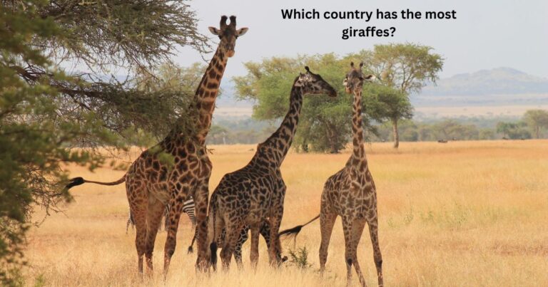 Which country has the most giraffes?