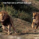 how fast can a african lion run