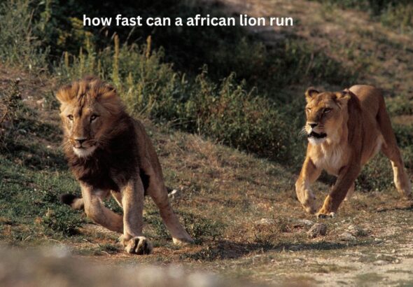 how fast can a african lion run