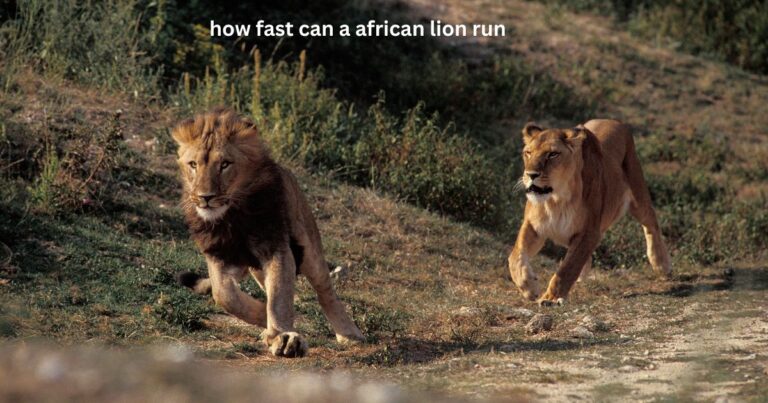 how fast can a african lion run