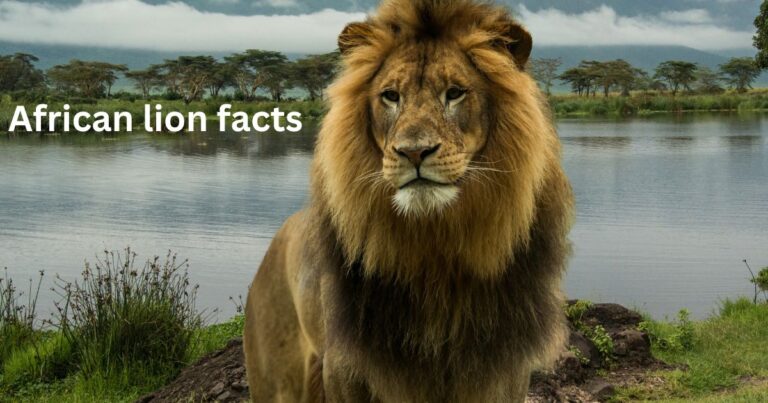 African lion facts